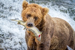 Beruang makan salmon yang diberi nama mantan dalam program move on