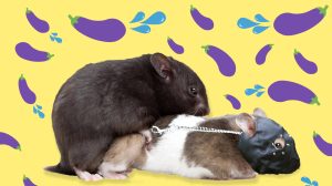 XHamster