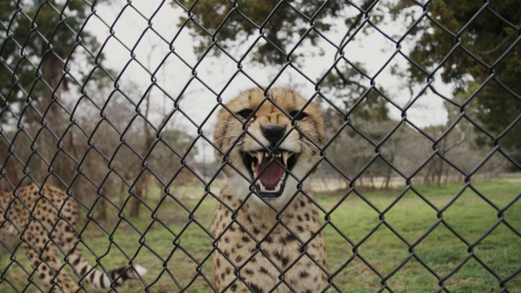 Not enough cheetahs are making love. Urine may be the answer.