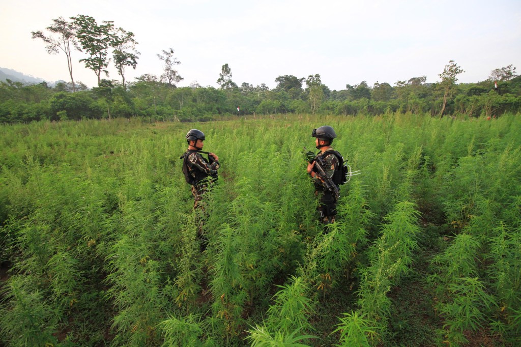 Two Former Weed Farmers Tell Us Why Aceh’s Marijuana Industry Isn’t Going Anywhere