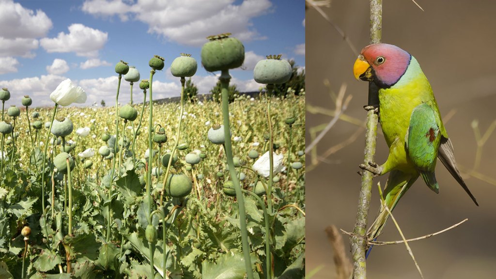 Uzależnione od opium papugi pustoszą indyjskie uprawy maku