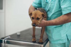 veterinar