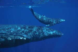 La "mancha" misteriosa de los océanos les da a los científicos una mirada sombría sobre los efectos del cambio climático en las ballenas