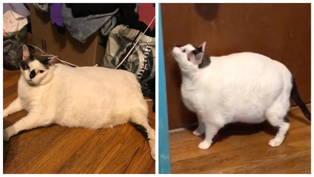 Conoce a Barsik, un gato gordo de más de 18k
