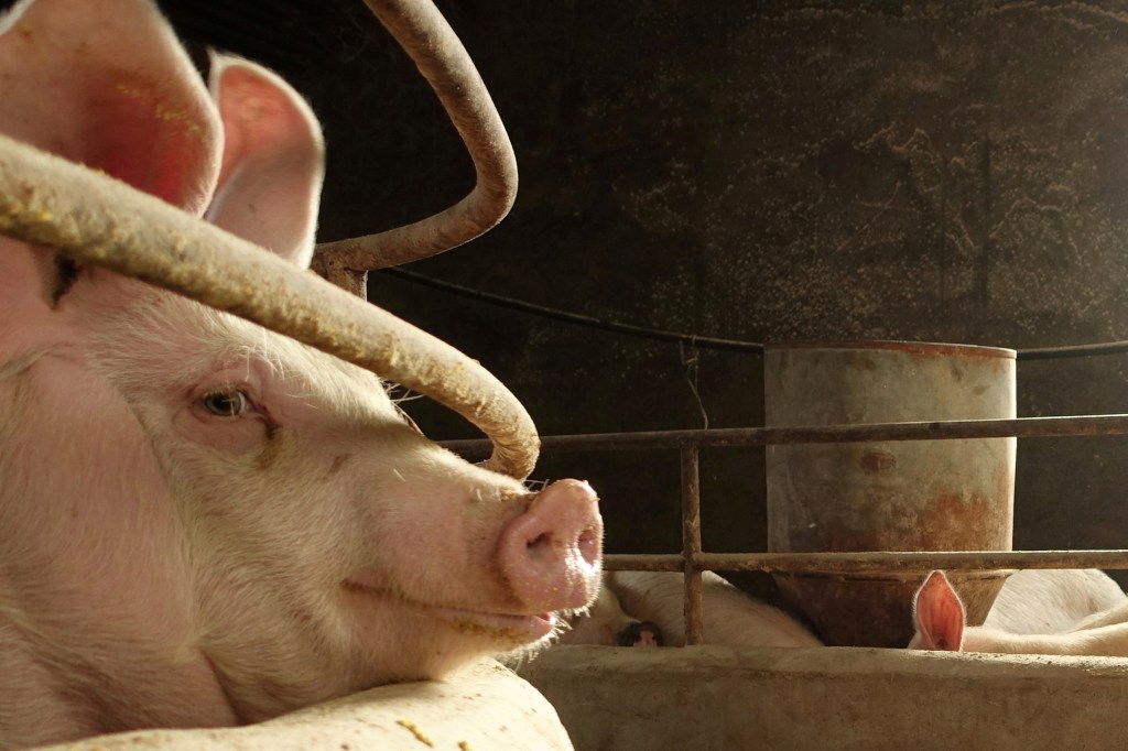 There’s a Worldwide Pork Shortage Due to Widespread Swine Fever in China