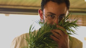A cannabis plant in Lebanon