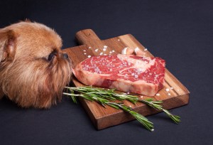 dog eating expensive steak