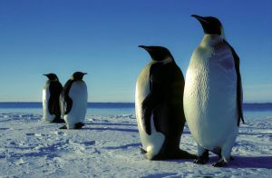 Emperor penguins at Weddell Sea. Image​: Hannes Grobe/AWI