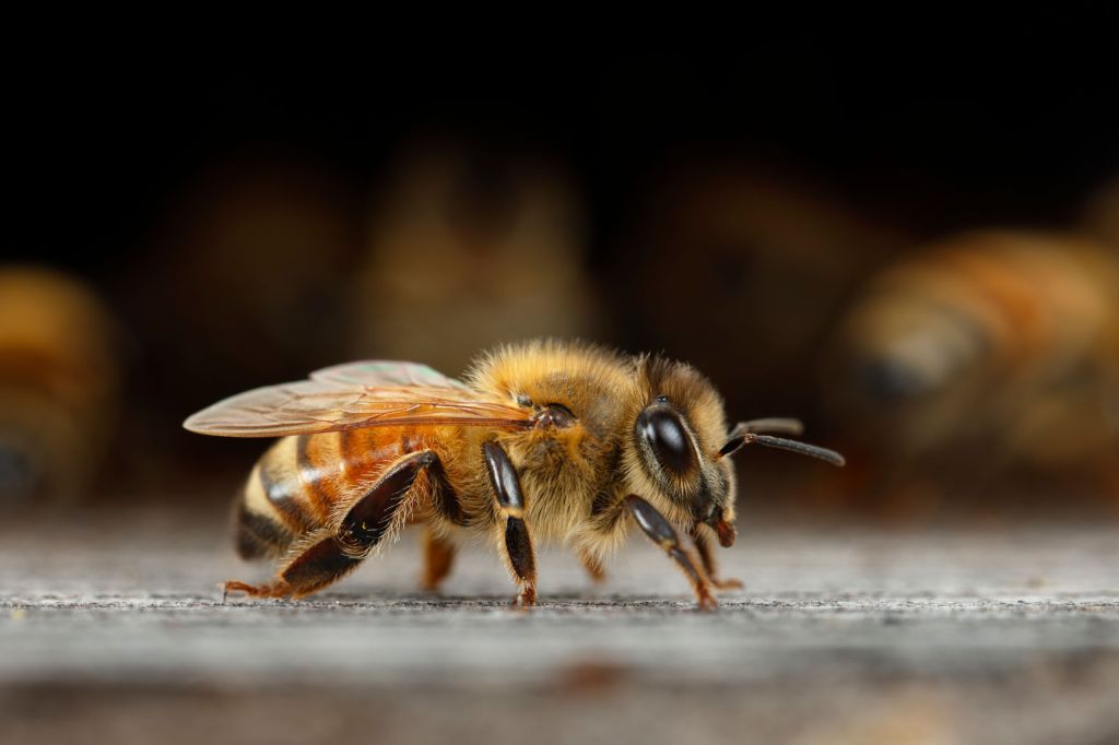 I Sting Myself With Bees 3 Times a Week