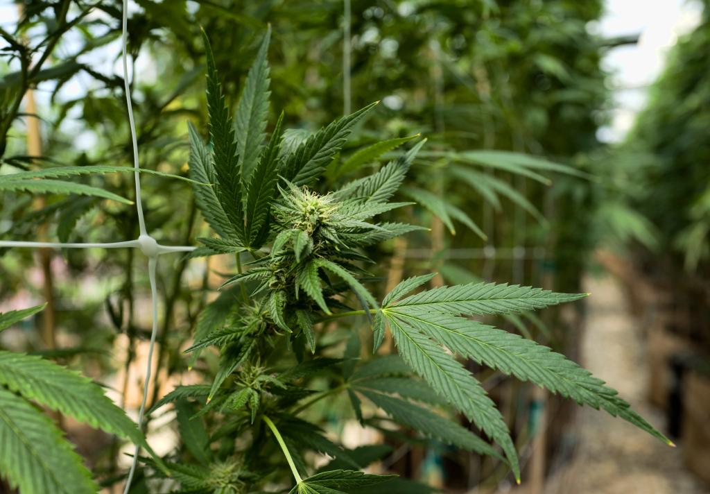 American Man Arrested After Photos of His 8-Hectare Weed Farm in Myanmar Went Viral