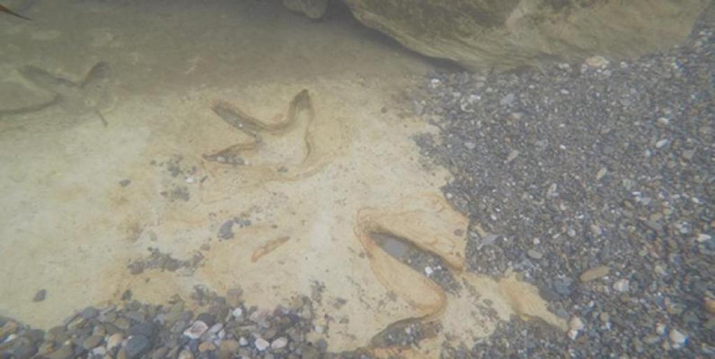 Este neozelandés fue a nadar y encontró huellas de una mega ave extinta