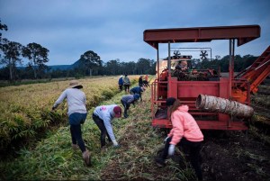 How 88 Days in Rural Isolation Puts Foreign Backpackers in Danger