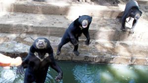 Banyak Kebun Binatang di Indonesia Lebih Layak Disebut Pusat Penyiksaan Satwa