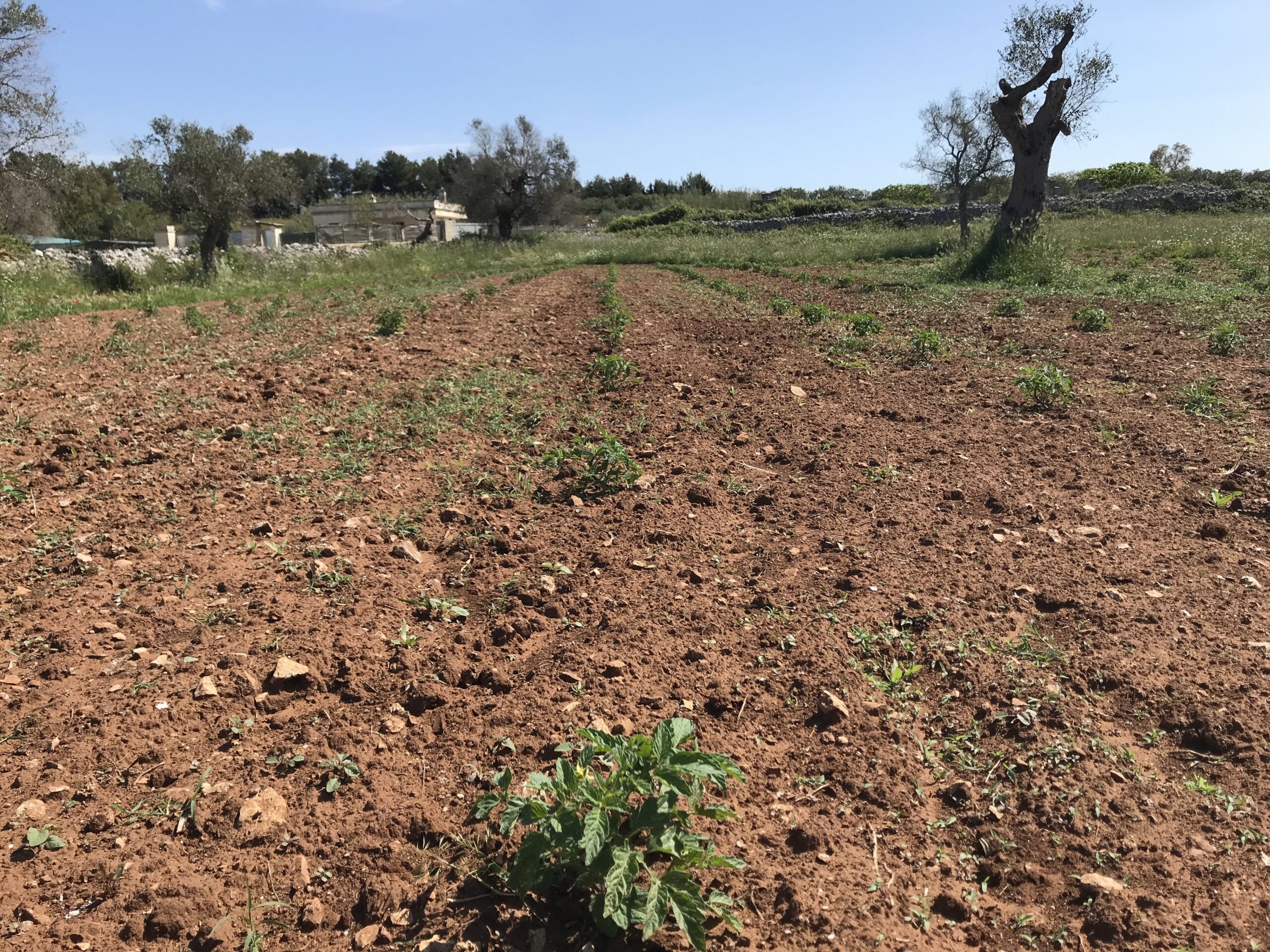 campo in aridocoltura