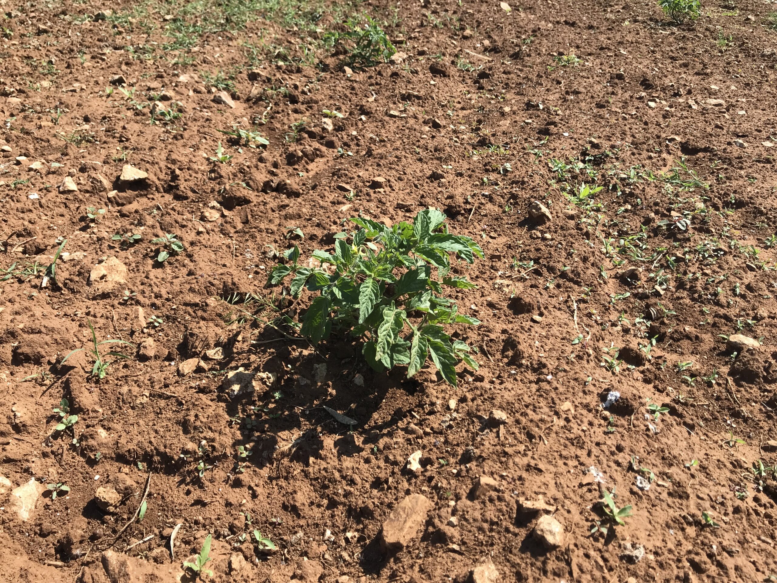 Pianta pomodoro antico in aridocoltura