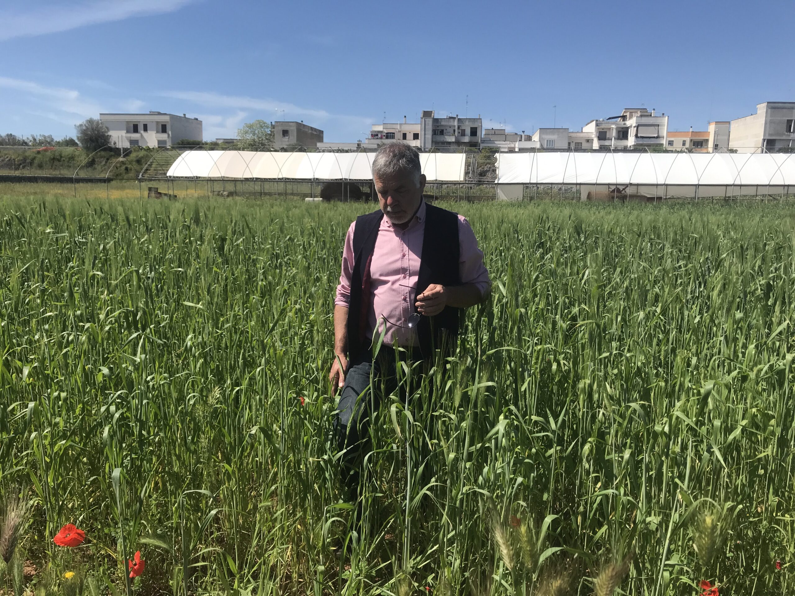 1560868257402-rocco-masseria-santangelo