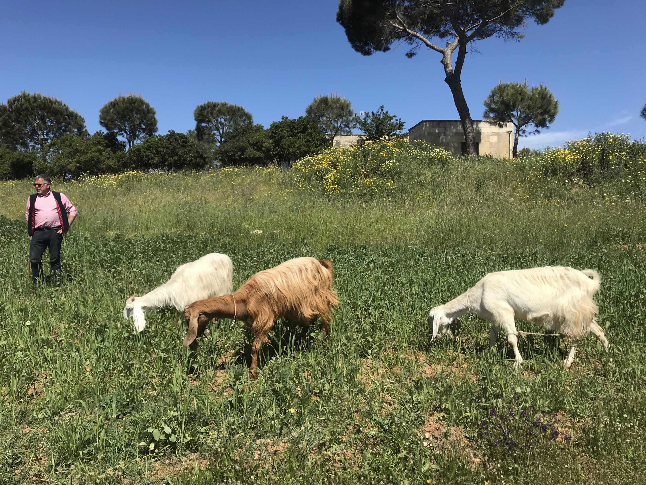 Animali Masseria Sant'Angelo