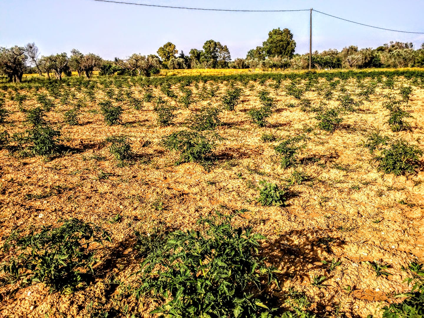 Campo pomodori Karadrà