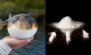 Ingin Cepat ke Akhirat? Makan Ikan Buntal Campur Kokain Kayak Lelaki Bodoh di Amerika Ini Dong