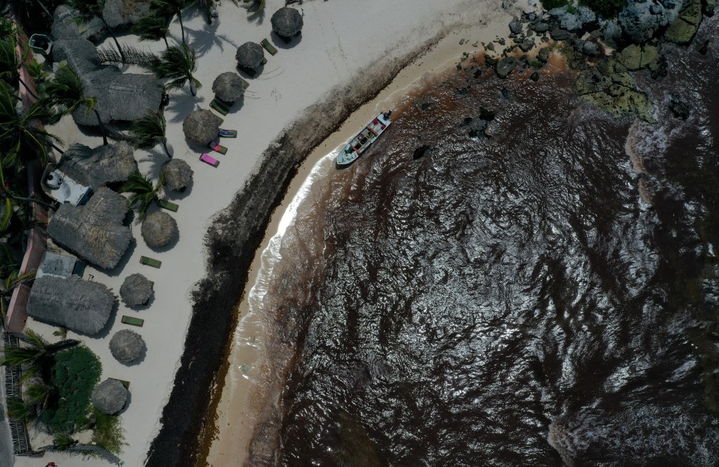 La concentración más grande de sargazo se encuentra en el Atlántico