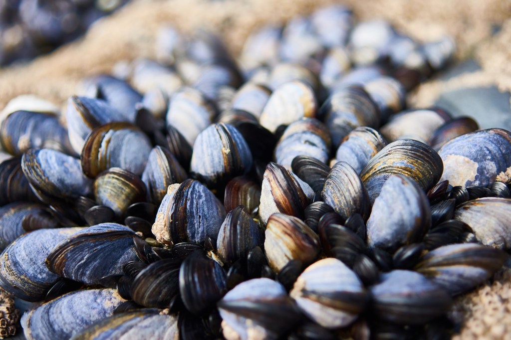 Fa così tanto caldo che le cozze muoiono cucinandosi da sole nei loro gusci