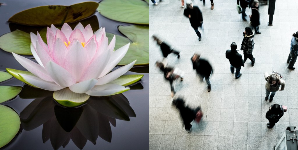 Tourists Stole All the Lotus Flowers in This Eco Park in China