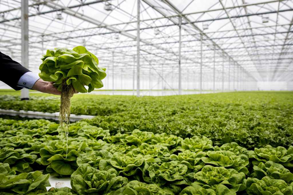 Científicos están diseñando plantas a nivel genético para combatir el cambio climático