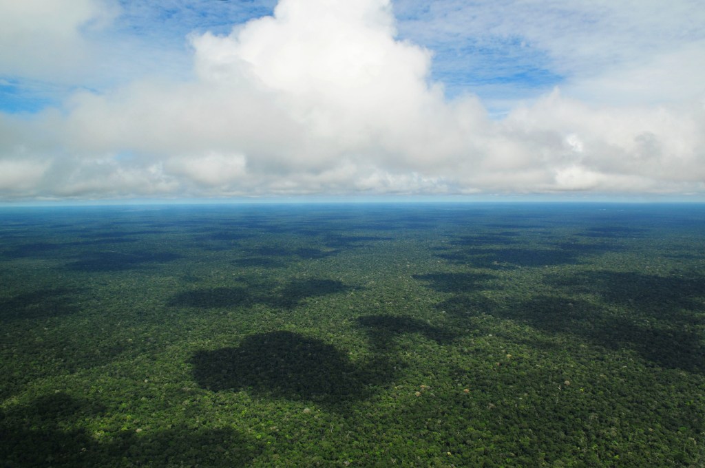 De ce plantarea de copaci nu va opri schimbările climatice