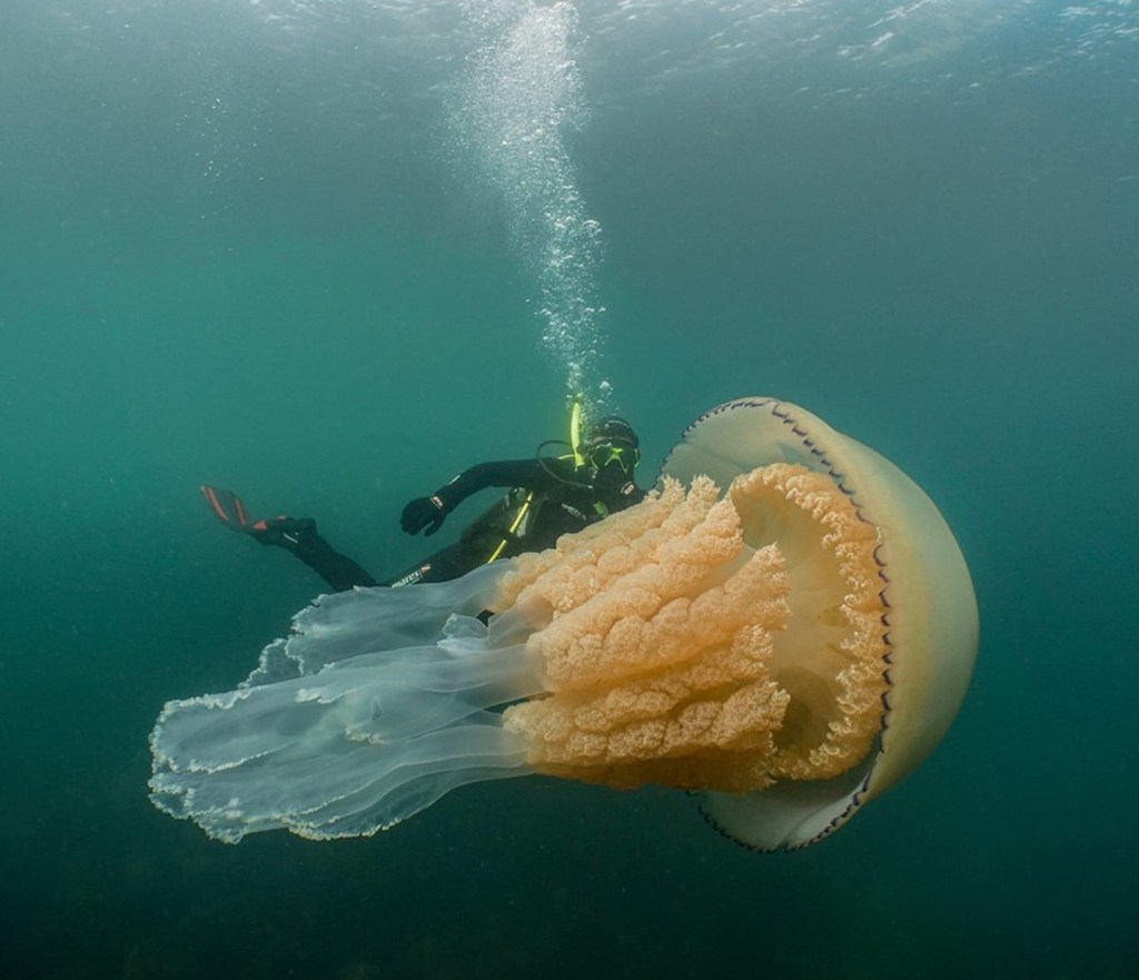 Este vídeo muestra una medusa gigante del tamaño de una persona