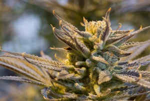 Petition to decriminalise cannabis filed in Delhi High Court