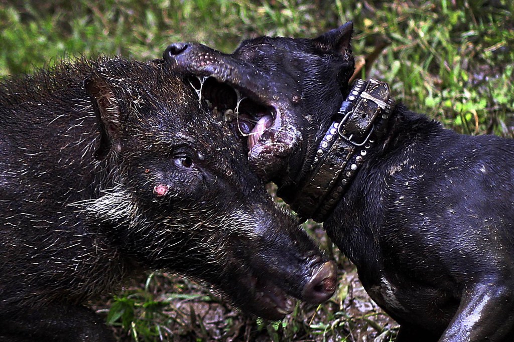 Gladiator Kaki Empat: Mengintip Arena Duel Terlarang Anjing Versus Babi Hutan di Jabar