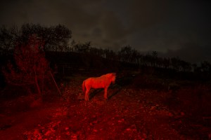 90 60 phototex