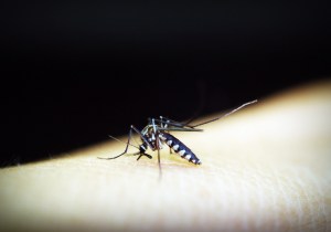 Asia Tenggara Wajib Waspada, Parasit Malaria di Kawasan Ini Sudah Kebal Obat
