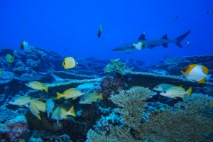 Papahānaumokuākea Marine National Monument