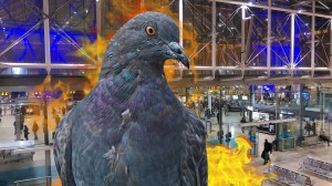 pigeon2