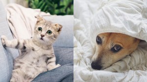 We asked people what it's like to have sex in front of their pets