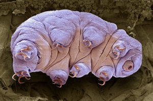 tardigrade