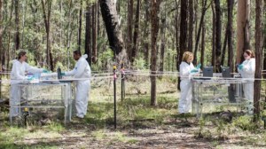 Peneliti forensik sedang berada di ladang mayat di Australia