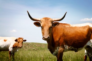 Tempat Penyimpanan Air Mani Banteng Meledak Hebat di Australia