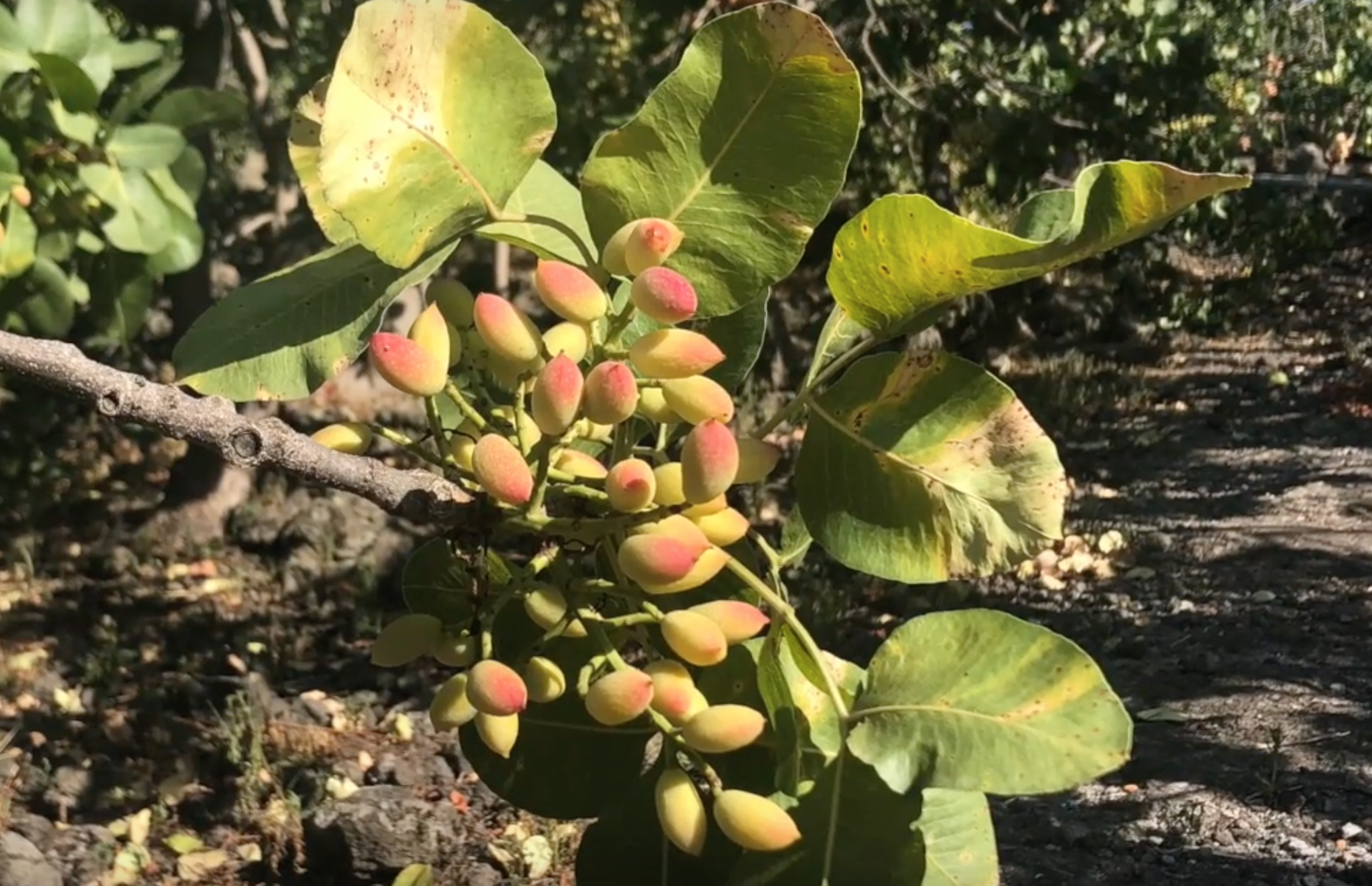 Pianta pistacchio di Bronte DOP