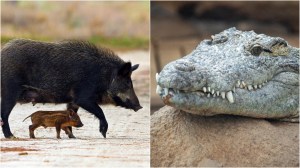 Wild pigs and a crocodile