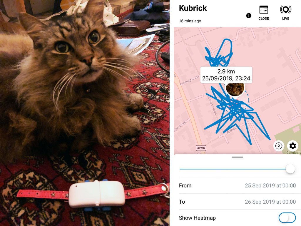 Dei um rastreador de fitness pro meu gato e os resultados foram preocupantes