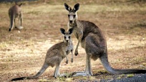 Kangourous