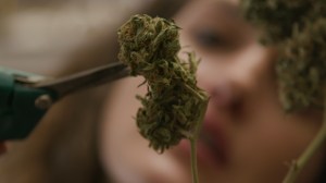 marijuana