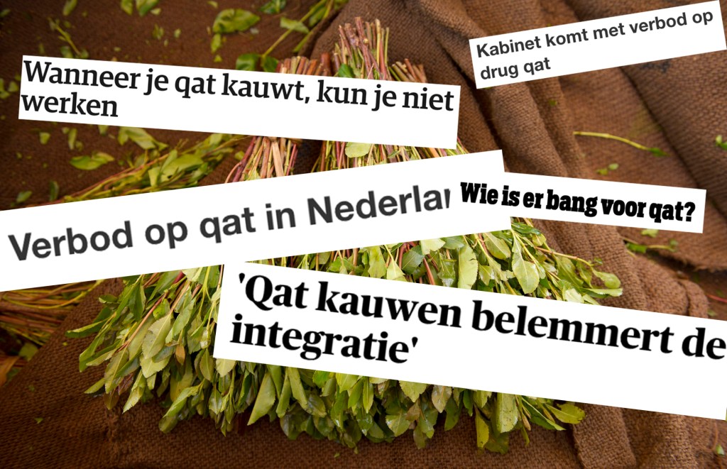 Qat is ongeveer even gevaarlijk als koffie, toch is het verboden
