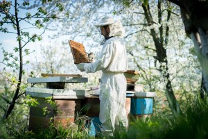 beekeeper
