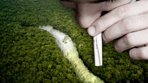 Eine Person zieht eine Line Koks im Regenwald