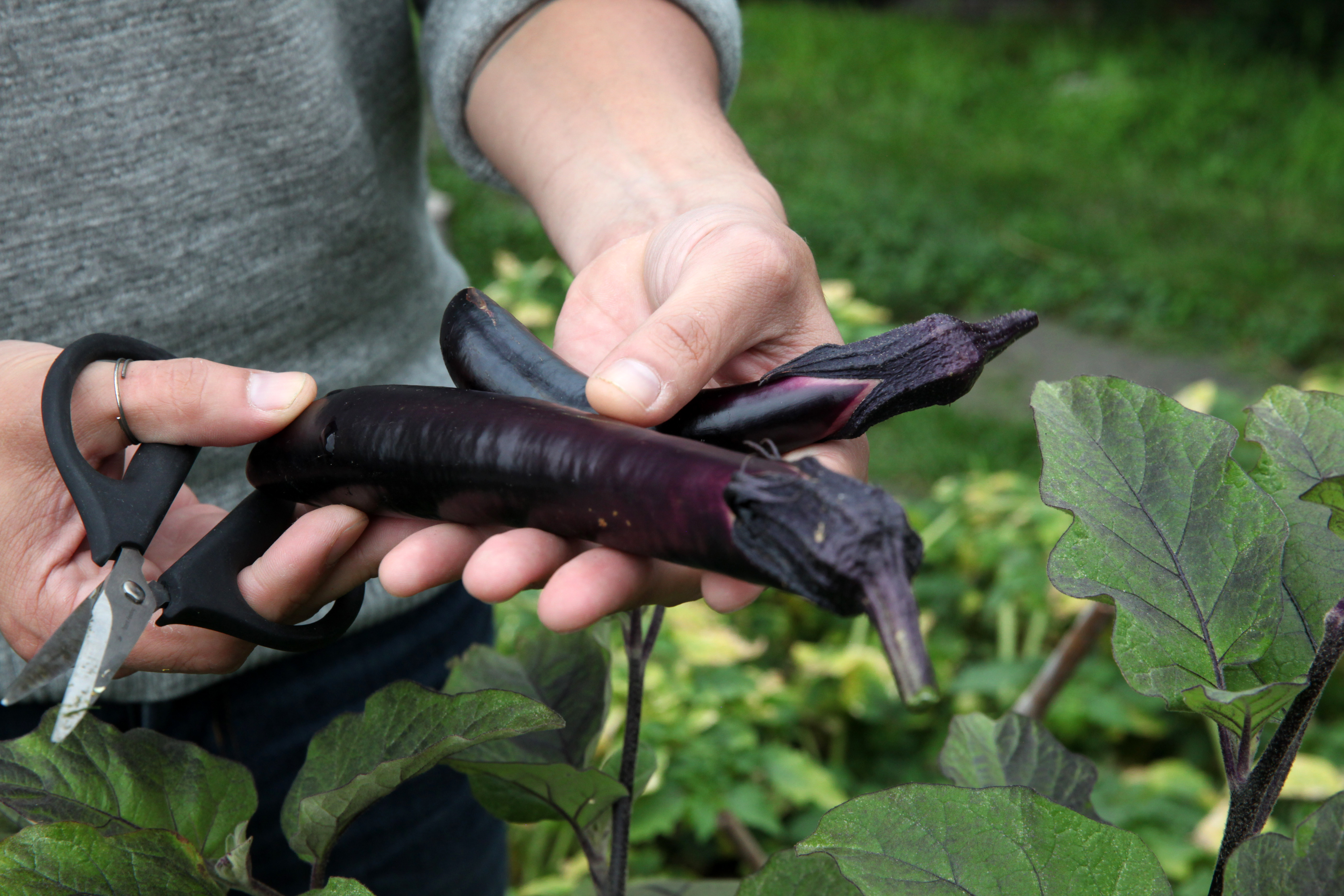 1571780722442-IMG_4179-chef-diego-moya-eggplant-from-munchies-rooftop-garden