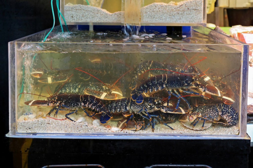 tank full of live lobsters