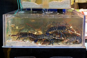 tank full of live lobsters